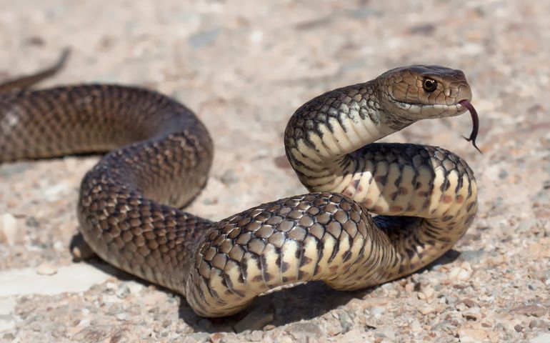 Eastern Brown Snake