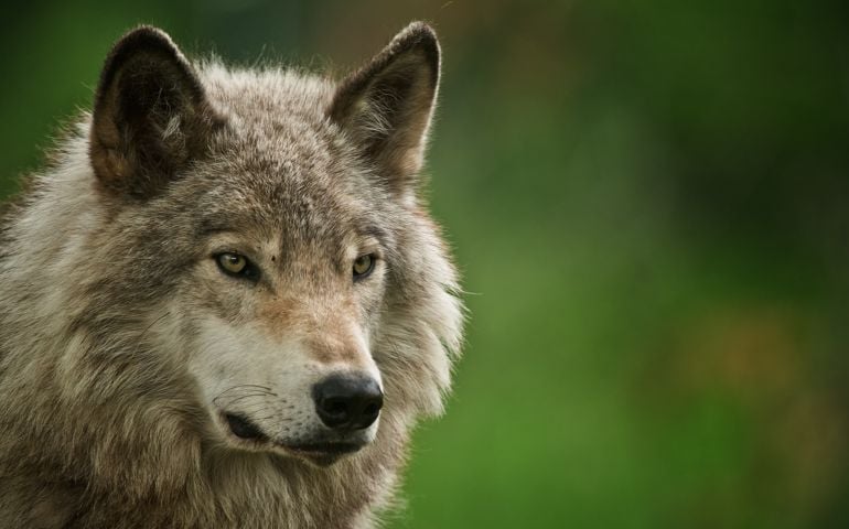 Gray Wolf
