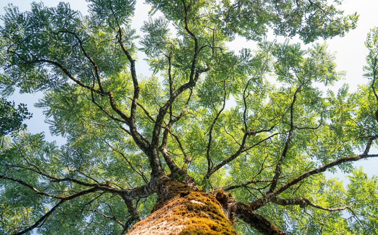 View looking up into lush green branches of large tree and tall Green Tree in Spring.