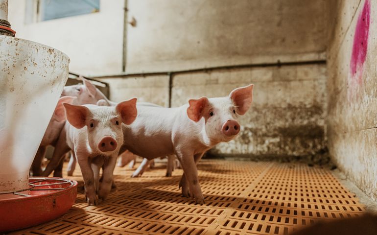Piglets walking by factory equipment in pigpen at organic farm