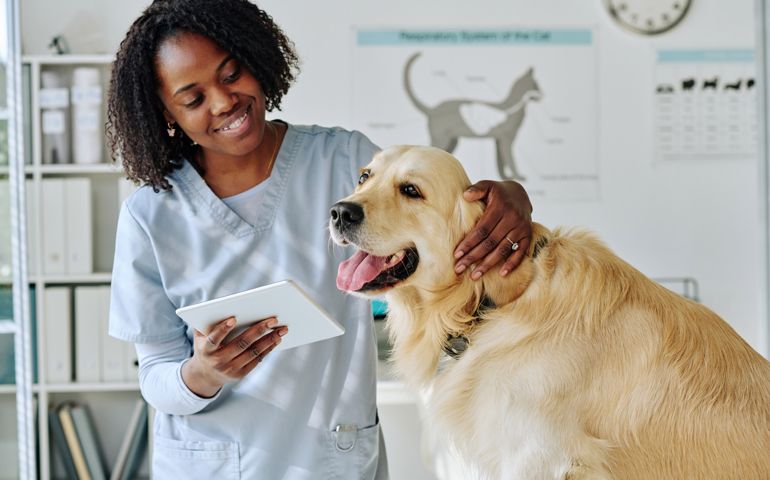 Young vet using tablet pc at her work