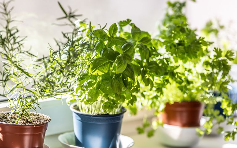 Fresh green herbs, basil, rosemary and coriander in pots placed on a window frame.