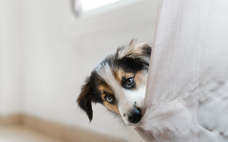 portrait of border collie puppy biting a curtain