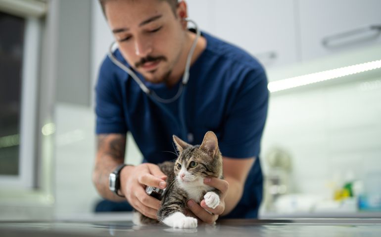 A young male vet examining a kitten