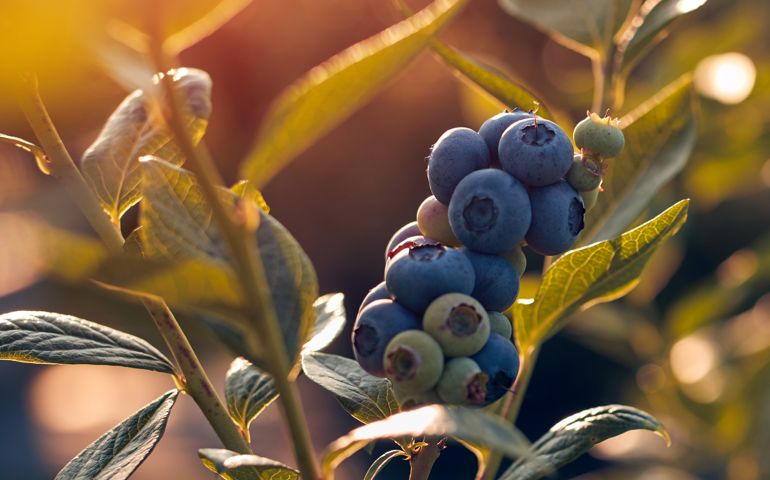 Blueberrie farm ready for seasonal picking.
