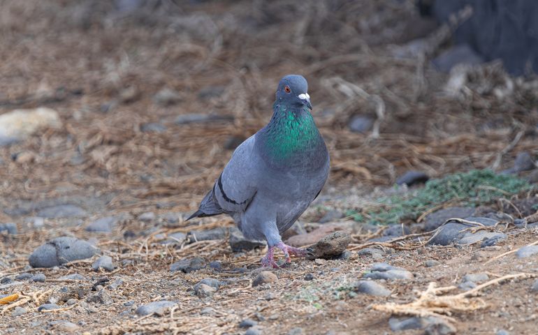 common pigeon walking