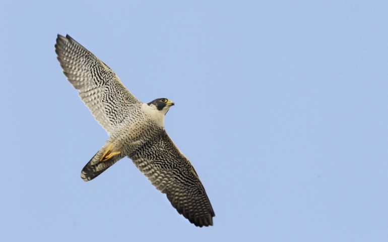 Peregrine falcon in flight