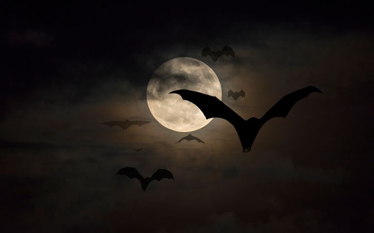Bats flying