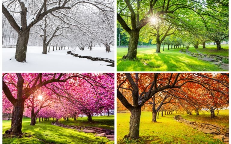 Four seasons with japanese cherry trees in Hurd Park, Dover, New Jersey