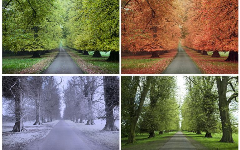 Four Seasons of a Row of Lime Trees