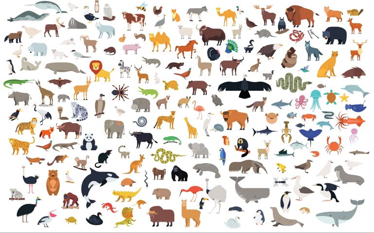Big bundle of funny domestic and wild animals, marine mammals, reptiles, birds and fish. Collection of cute cartoon characters isolated on white background.