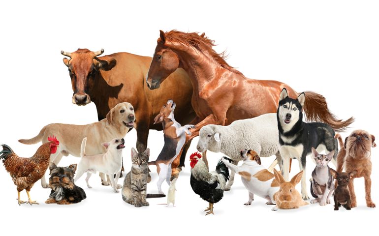 Collage with horse and other pets on white background. Banner design