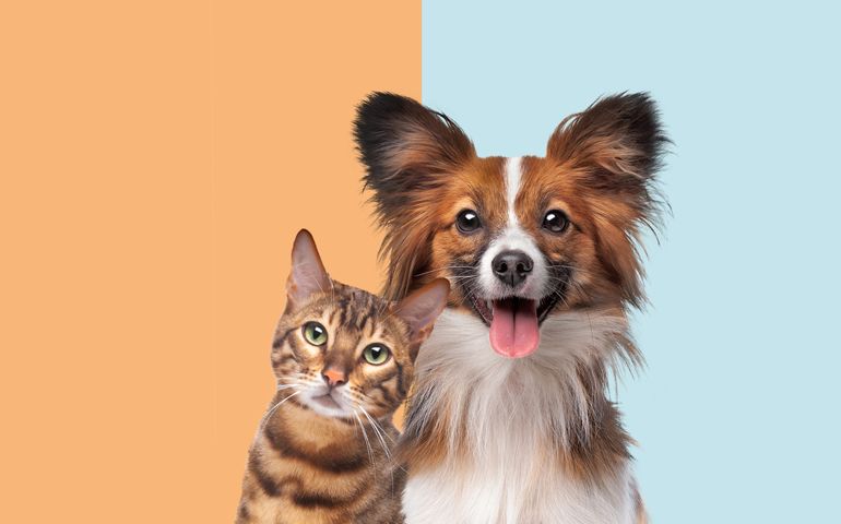 portrait of a cat and dog looking at camera in front of trendy duo tone background