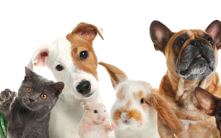 Group of cute pets on white background.
