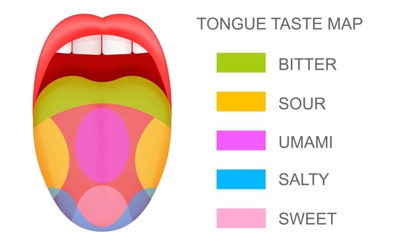 Tongue with taste receptors map sticking out from open mouth. Five flavor zones. Pseudoscientific theory of human taste buds. Vector cartoon illustration.