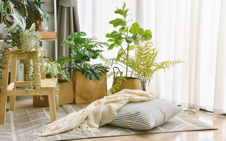 Pillow and soft blanket in relaxing space, Comfort living room with warm and cozy natural light, Artificial plant, Indoor tropical houseplant for home interior and air purification.