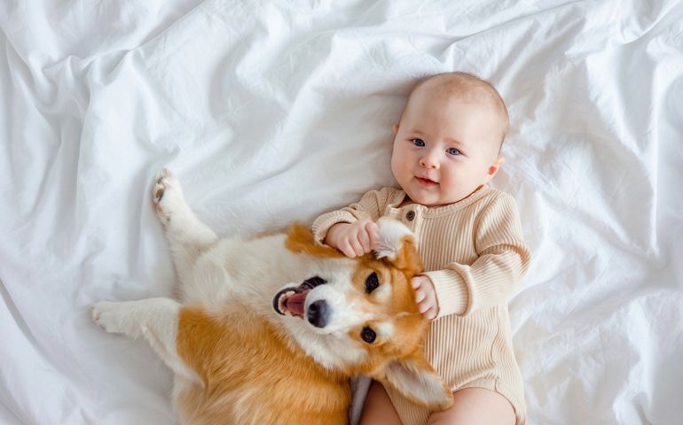 Dog in family with newborn. An infant and ginger corgi pembroke laying on a white linen. Baby holding dog's ear.