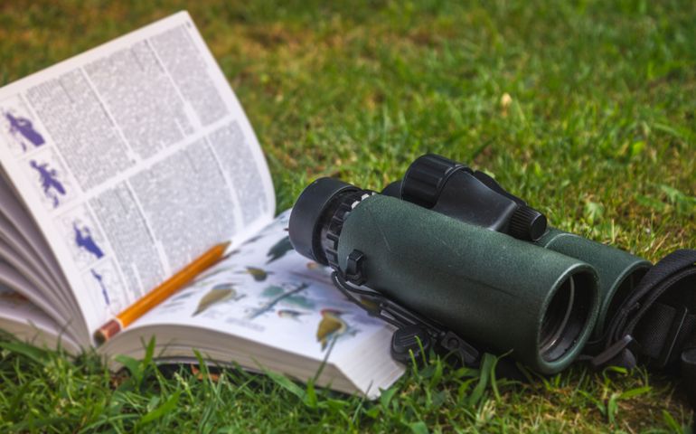 Binoculars and Bird Guide