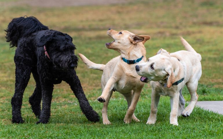 Yellow Labrador puppies reacting to meeting large American Standard Poodle with playful facial expressions at dog park.