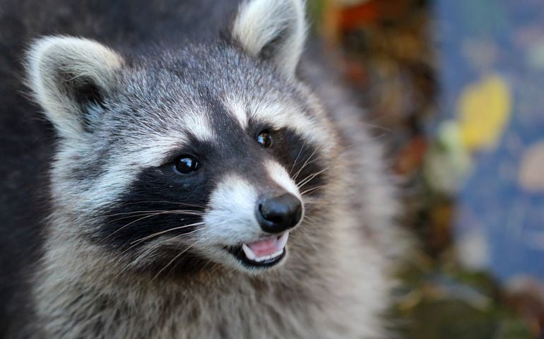 Cute talking raccoon close up