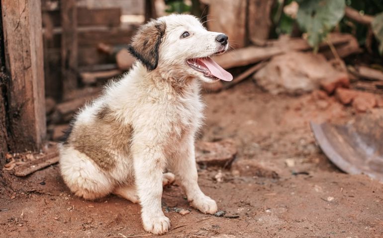 Small cute stray dog puppy resting on dirty ground at house yard, mouth open as if it's smiling