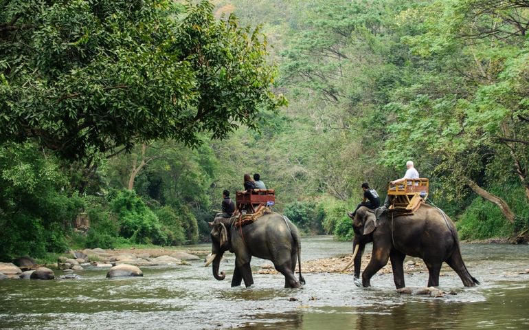 lephant trekking through jungle in northern Thailand
