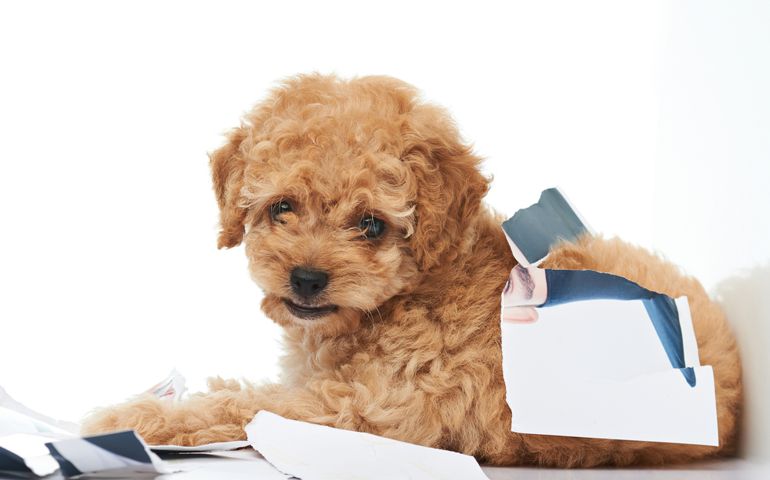 Naughty poodle puppy laying in damaged paper photo