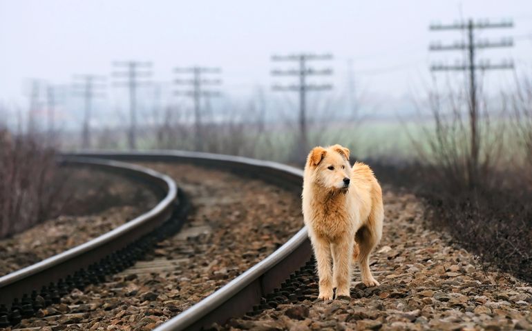 Waiting Lonely Dog