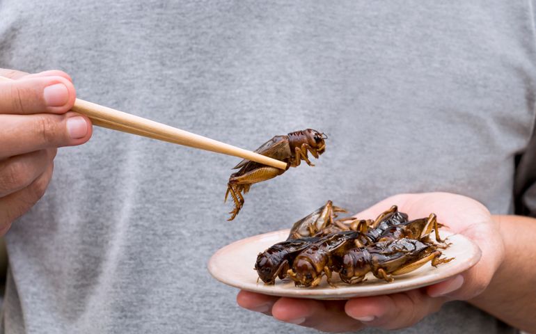 Man's hand holding chopsticks eating Crickets insect on plate. Food Insects for eat as food items, it is good source of meal high protein edible for future food concept.