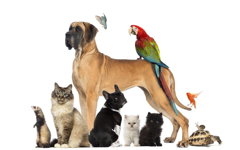 Group of pets - Dog, cat, bird, reptile, rabbit, isolated on white