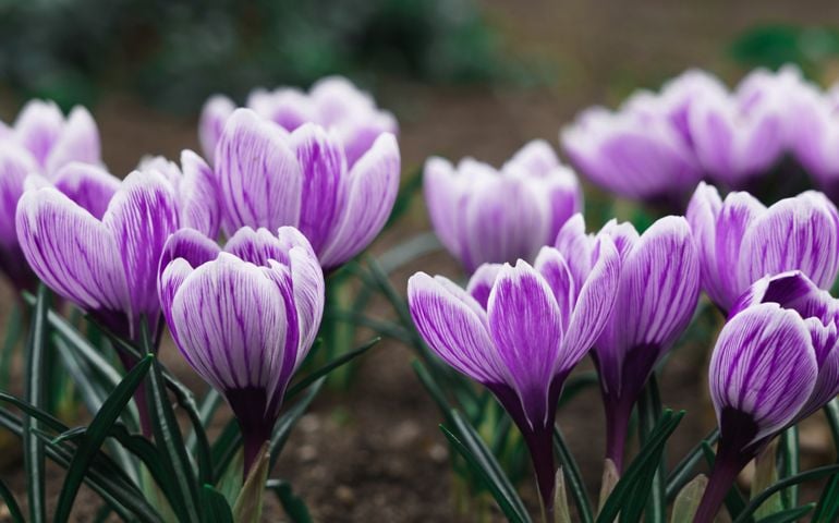 Purple Crocus Flowers in Spring. High quality photo