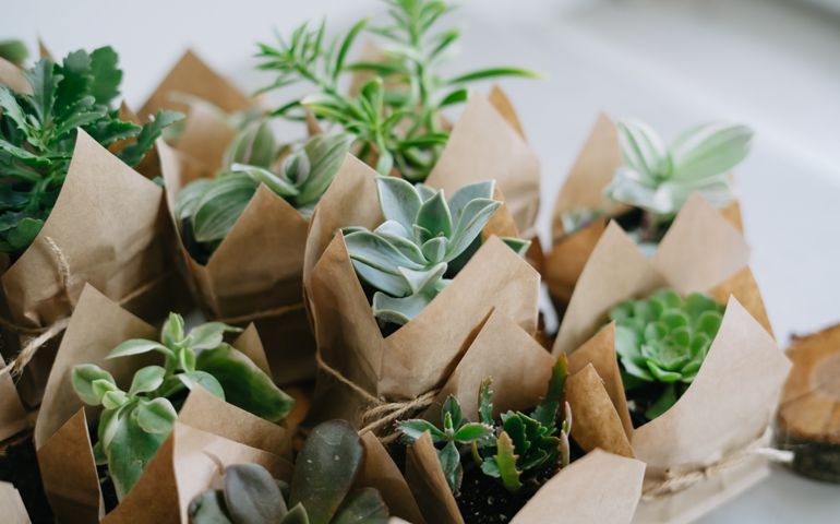 Indoor plant store. A large set of indoor small plants. Flower shop. Succulents in an eco paper bag. Eco friendly reusable eco bag and succulents. Houseplants.