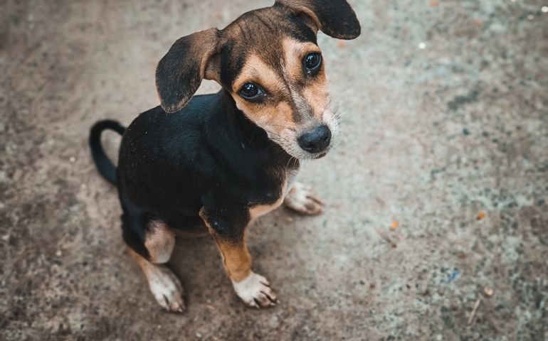 Animal outdoor : A little dog sitting on the Street. Street Dog Portrait.