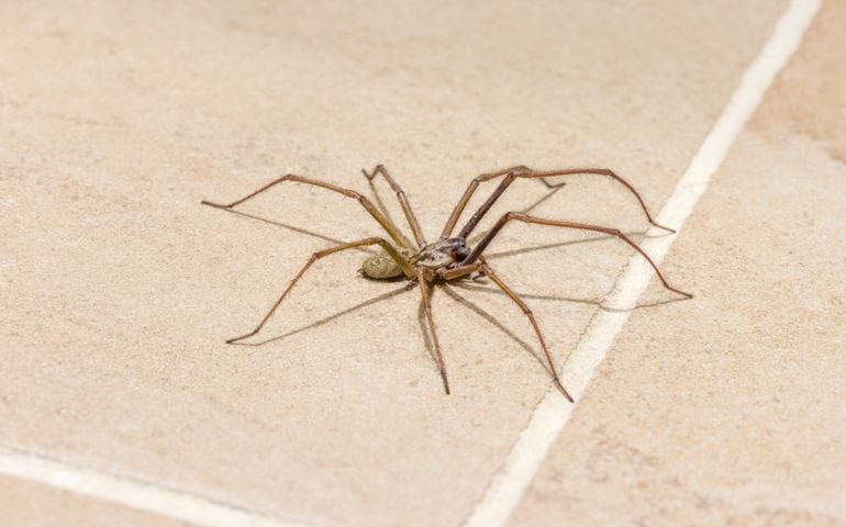 Giant house spider (Eratigena atrica) on a tiled kitchen floor in a UK house