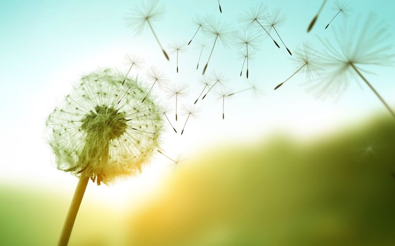 Dandelion seeds blowing in the wind across a summer field background, conceptual image meaning change, growth, movement and direction.