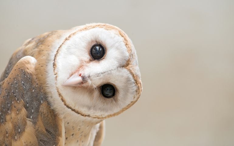 common barn owl ( Tyto albahead ) head close up