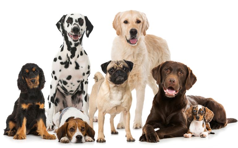 Different dogs isolated on white
