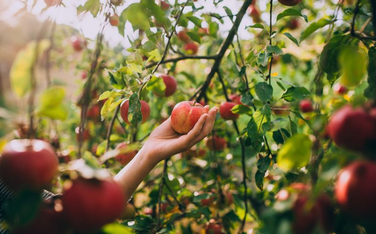 woman hand picking an apple