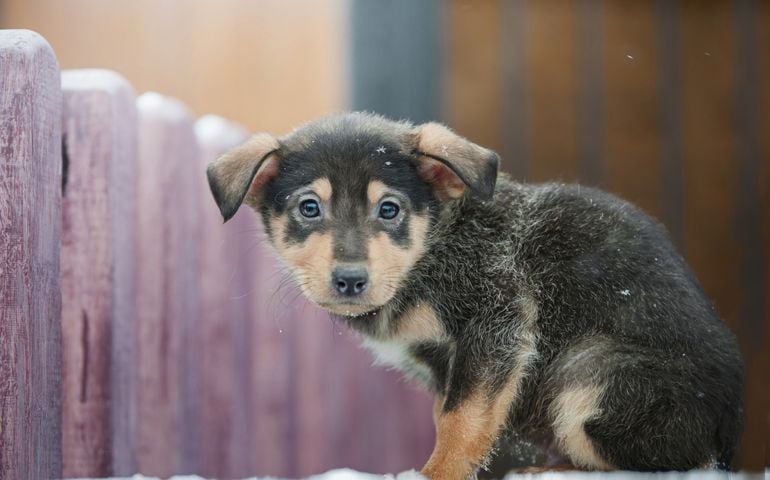 little homeless puppy with sad eyes