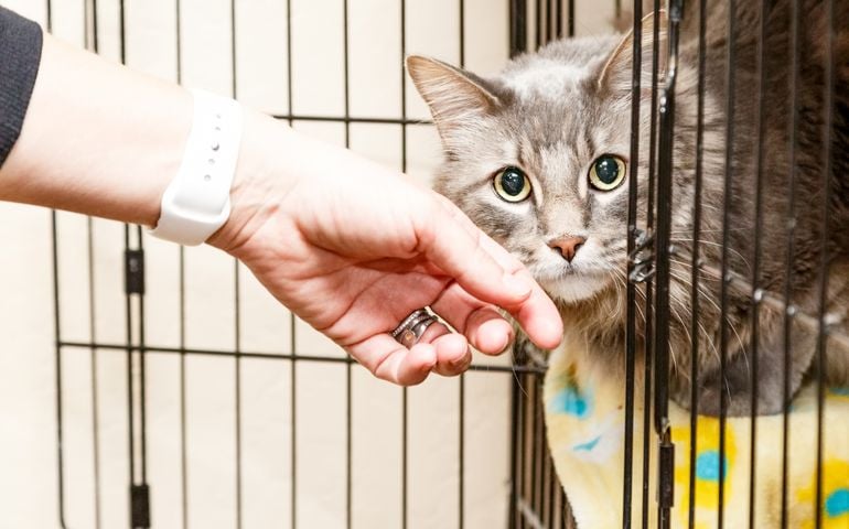 Hand of a woman petting a scared and shy cat that is lying in a cage at a shelter