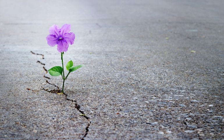 Purple flower growing on crack street, soft focus, blank text