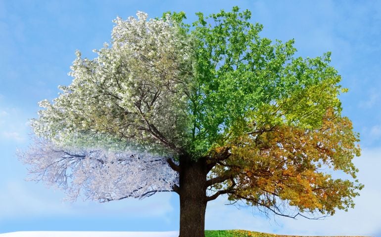 Four season tree