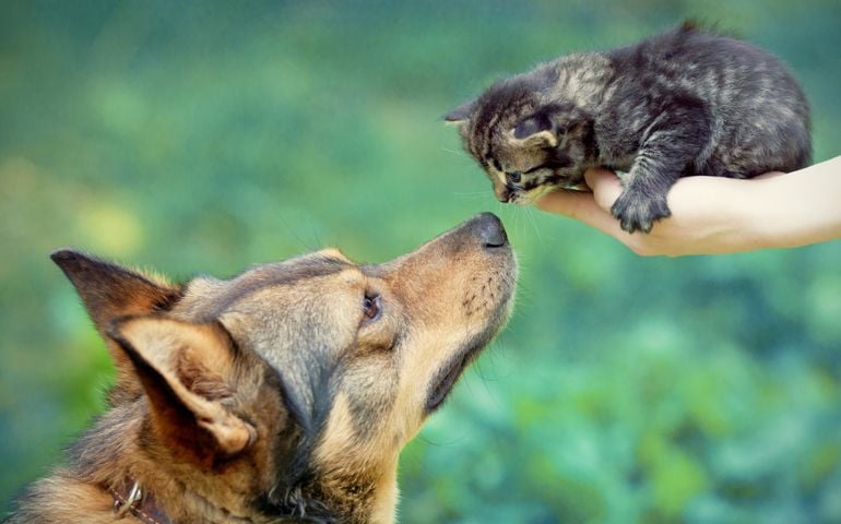 Big dog and little kitten in female hands sniffing each other outdoor