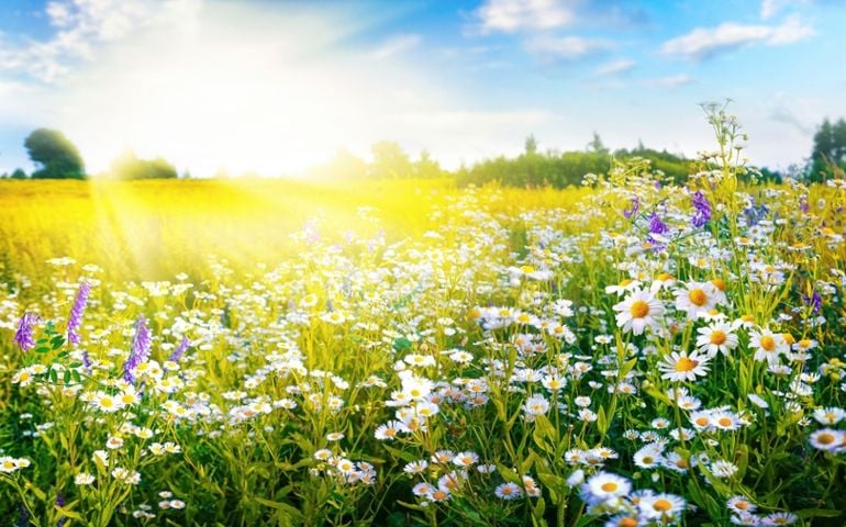 A beautiful, sun-drenched spring summer meadow. Natural colorful panoramic landscape with many wild flowers of daisies against blue sky. A frame with soft selective focus.