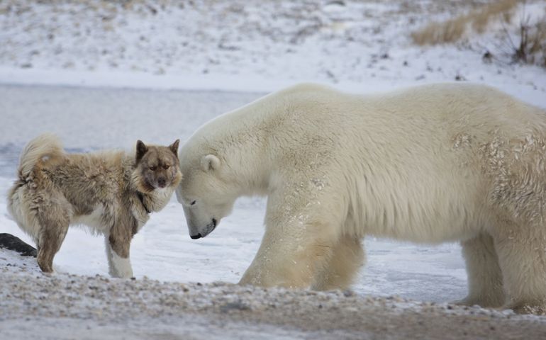 Unlikely pair. A polar bear and Canadian Eskimo dog. Late autumn in Churchill, Manitoba, Canada.